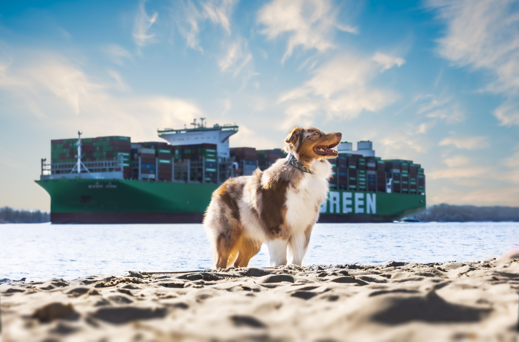 Nordwindwalks- Dein exklusives Foto-Erlebnis mit deinem Hund an Hamburgs schönsten Orten