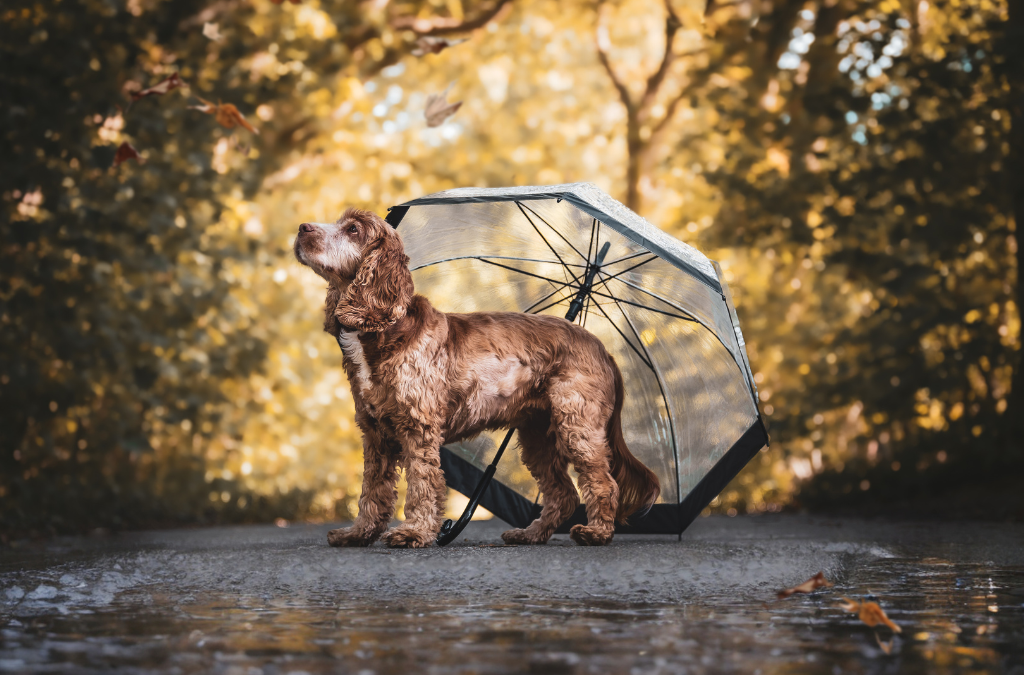 Ein letzter Abschied von Jessy – immer im Herzen, nie vergessen